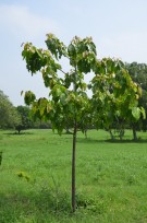Live Plant Image