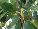 Live Plant Image