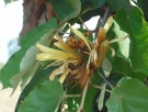 Live Plant Image