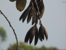 Live Plant Image