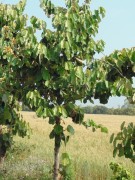 Live Plant Image