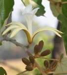 Live Plant Image