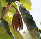 Live Plant Image