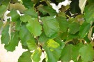 Live Plant Image