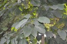 Live Plant Image