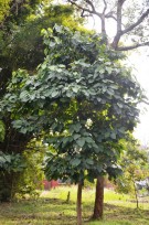 Live Plant Image
