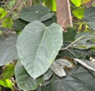 Live Plant Image
