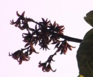 Live Plant Image