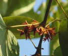 Live Plant Image