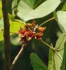 Live Plant Image
