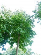 Live Plant Image