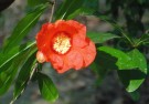 Live Plant Image