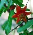 Live Plant Image