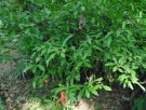 Live Plant Image