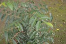 Live Plant Image