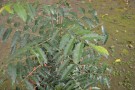 Live Plant Image