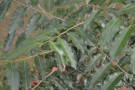 Live Plant Image