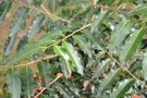 Live Plant Image