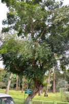 Live Plant Image
