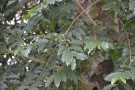 Live Plant Image