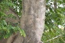 Live Plant Image