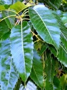 Live Plant Image