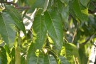 Live Plant Image