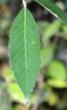 Live Plant Image