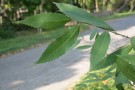 Live Plant Image