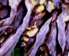 Live Plant Image