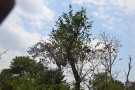 Live Plant Image