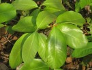 Live Plant Image