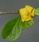 Live Plant Image
