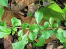 Live Plant Image