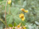 Live Plant Image