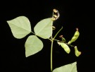 Live Plant Image