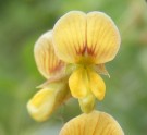 Live Plant Image
