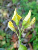 Live Plant Image