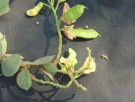 Live Plant Image