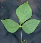 Live Plant Image