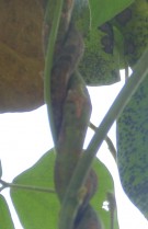 Live Plant Image