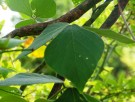 Live Plant Image