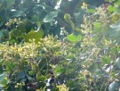 Live Plant Image