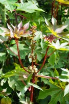 Live Plant Image