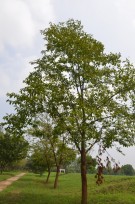 Live Plant Image
