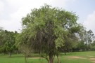 Live Plant Image