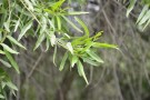 Live Plant Image