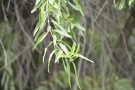 Live Plant Image