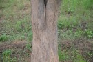 Live Plant Image