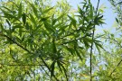 Live Plant Image